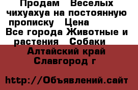 Продам.  Веселых чихуахуа на постоянную прописку › Цена ­ 8 000 - Все города Животные и растения » Собаки   . Алтайский край,Славгород г.